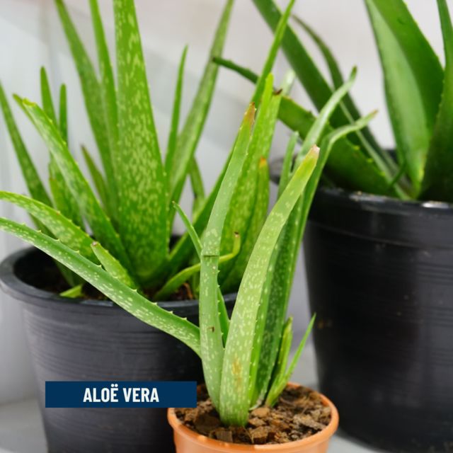 5 planten die je badkamer omtoveren in een groene oase